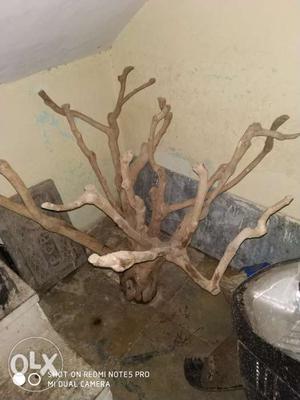 Huge drift wood 3f×4f | 12kg | can be used in