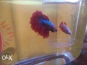 I would like to sell my bettas dragon and plakat