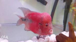 Ian selling my flowerhorn fish. who interested