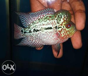 Imported AAA grade Magma Flowerhorn available