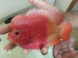 Imported GB Flowerhorn fish good look and healthy