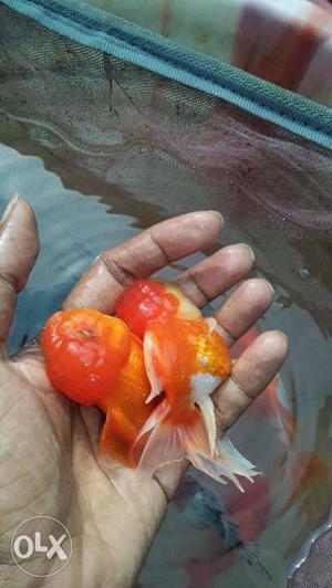 Imported quality and jumbo size oranda, Ruklin goldfish.