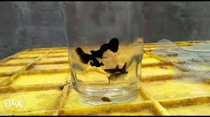 Jet black guppy only 1 pair