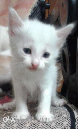 Kittens for sale in hennur road bangalore