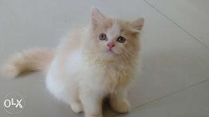Kittens n cats for sale pure Persian kitten