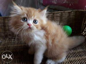 Long-haired Orange And White Kitten