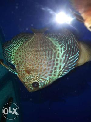 Malaysian high fin discus for sale. size 5 inc.
