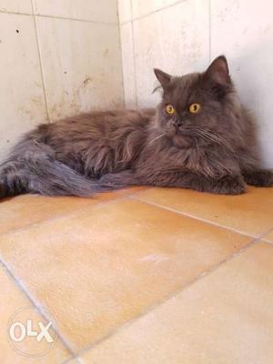 Male Persian kitten 9months old Very friendly and