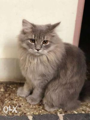 Male Persians Cat available for mating
