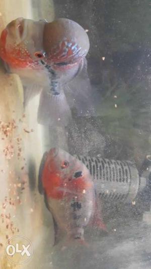 Male and female flowerhorn with full set