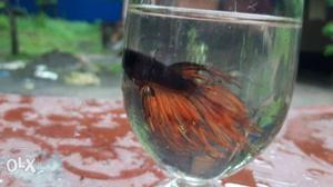 Male crowntail betta black and orange