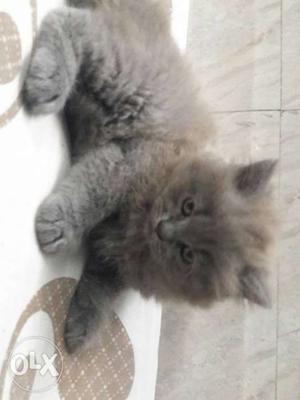 Male persian cat Born date 27 June  monts
