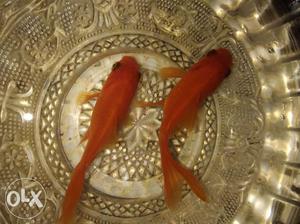 Medium size gold fish pair