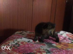 Mixed black Persian kitten 1 month female