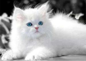 Need a pure breed persian kitten white long hair