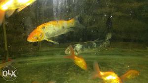 One pair of very big sized koi fish in very