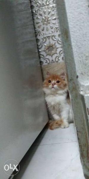 Orange White Persian Cat Male 3 Month