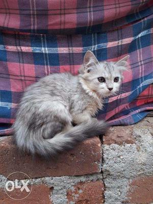Original Persian kittens for sale near tirupati