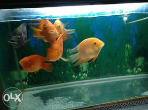 Oscar and Discus fish need to sell