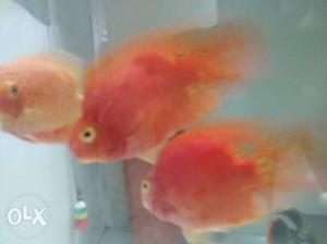 Parrat fishes