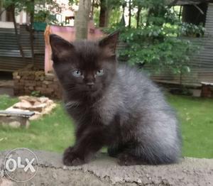 Persian Cross Blackish White Female Kitten