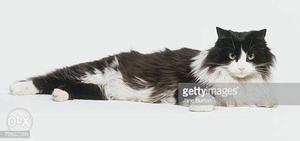 Persian Kitten (Black And White)