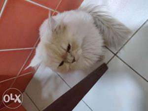 Persian cat 3. 2 females and 1 male