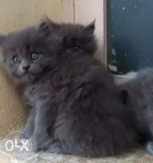 Persian cat kittens available delivery all over