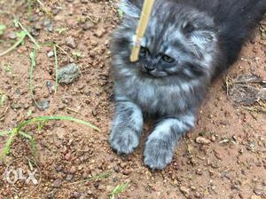 Persian cat male 2 mnth old