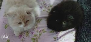 Persian cat male and female for sale...fully