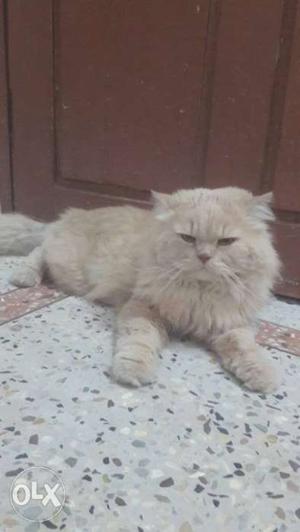 Persian cat male only for crossing...