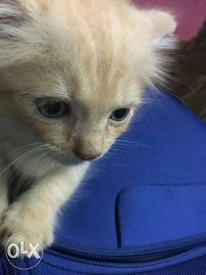Persian cat only 1.5 month old