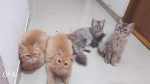 Persian cats for Sale /- each Make an Offer