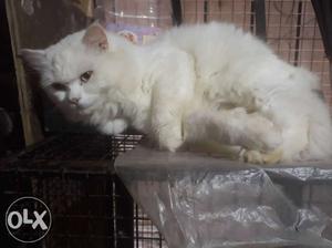 Persian full white doll face male cat