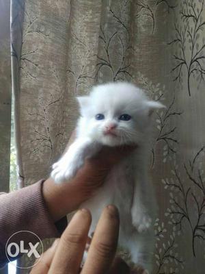 Persian kittens available for good homes