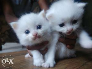 Persian kittens available for loving homes cute