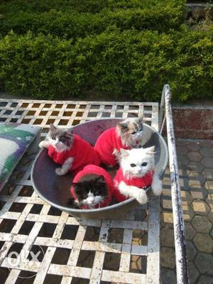 Persian kittens for sale in just rs /
