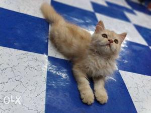Persian pure male kitten doll face 3 months old