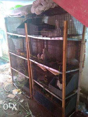 Pet cage for sale avadi