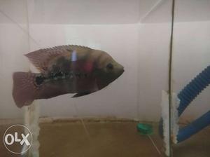 Pink And Black Cichlid Fish