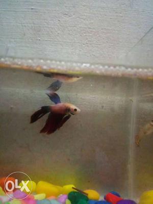 Pink And Blue Betta Fish