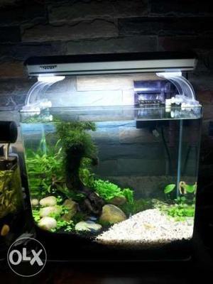 Planted tank for sale