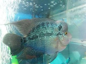 Pulse potted active healthy 6 inch flowerhorn