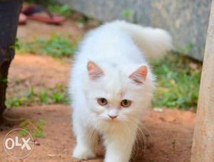 Punch face Female persian cat(8months old)