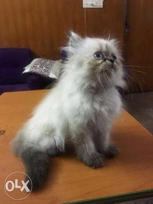 Punch face persian cat -2 months old