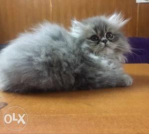 Punch face persian cat - 2months old