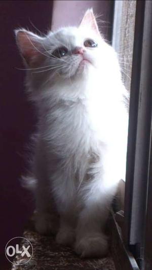 Pure Persian Cat/Kitten, Semi Punch, Female, Pure