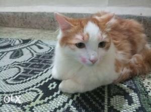 Pure Persian Cats Doll Faced each Pair Is  Rs