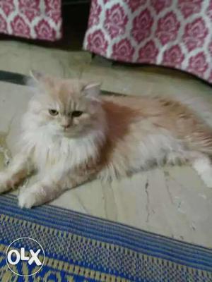 Pure Persian cat (male) 1year old