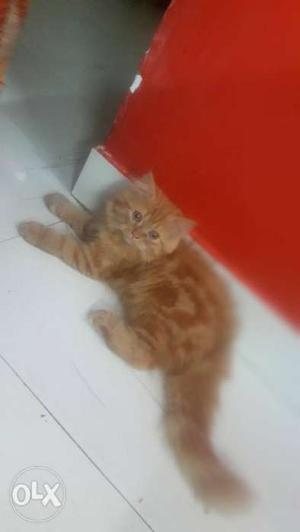 Pure Persian double coat male 3months